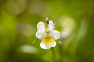 Fototapeta na wymiar small white wild flower with yellow pollen