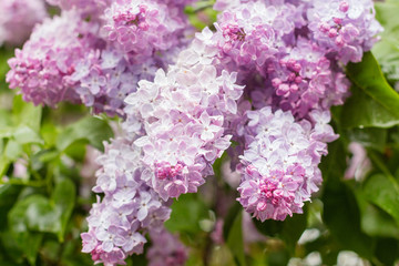 Closeup of pink lilac flowers