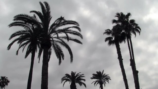 Several Palm Trees Silhouetted Against Overcast Sky
