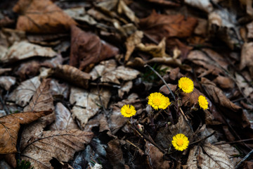 Early spring in Germany forest