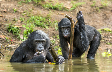 The chimpanzee Bonobo in the water.
