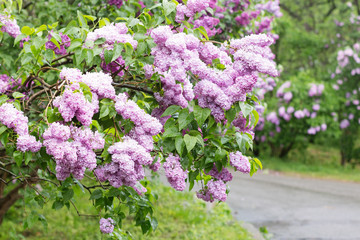 Obraz premium Blooming pink lilac bushes
