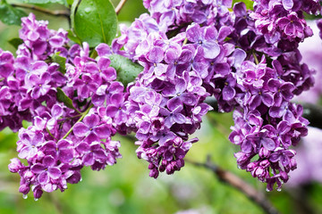 Lilac flowers after rain