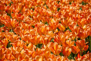 Lots of orange tulips