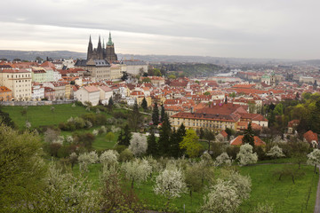 Obraz premium View on the spring Prague City with gothic Castle, green Nature and flowering Trees, Czech Republic