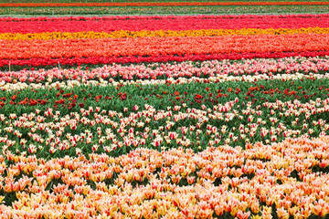 tulip field near Lisse, Netherlands