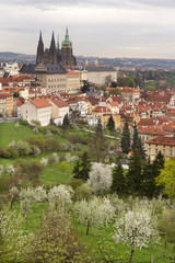 Obraz premium View on the spring Prague City with gothic Castle, green Nature and flowering Trees, Czech Republic