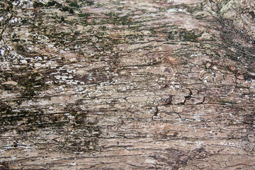wood bark texture background