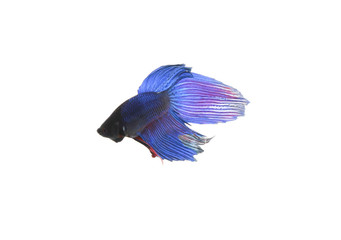 Blue Siamese fighting fish
