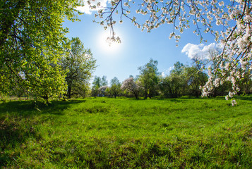 branch of apple blossom and flower-filled garden at sunset in May