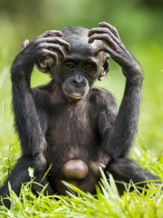 Cub of chimpanzee  Bonobo. Green natural background. Close up portrait. The Bonobo ( Pan paniscus)