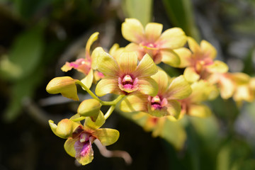 Ascocentrum miniatum