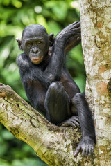 The portrait of juvenile Bonobo on the tree in natural habitat. Green natural background. The Bonobo ( Pan paniscus)