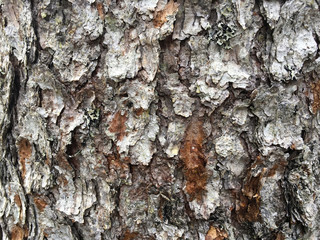 bark of tree texture