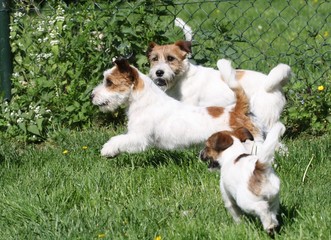 Jack Russell Terrier beim spielen