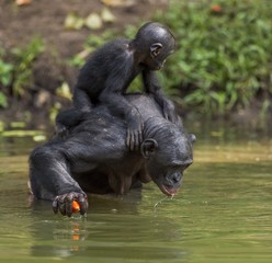 Bonobo standing on her legs in water with a cub on a back and drinks water. Green natural background.  The Bonobo ( Pan paniscus)