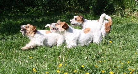 Jackrussell  Terrier spielen im Garten