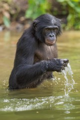The chimpanzee Bonobo in the water.