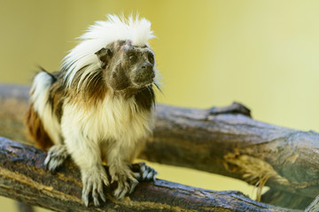 monkey Oedipus tamarin