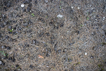 Forest ground texture with spruce needles