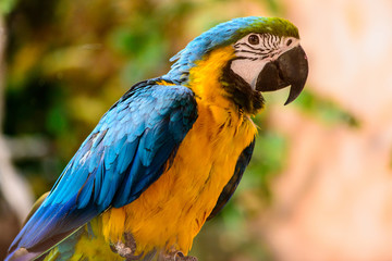 Ara parrot tropical bird