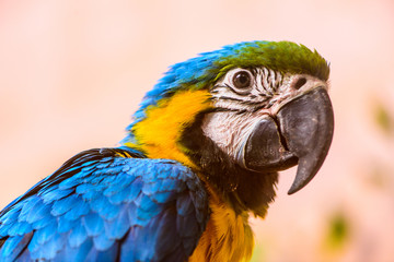 Ara parrot tropical bird © inna_astakhova