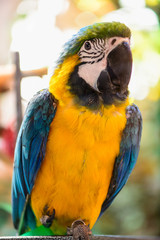 Ara parrot tropical bird