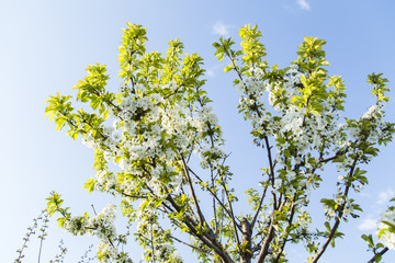 Cherry blossoms against the blue sky
