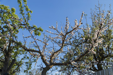 Spring flowers of apricot