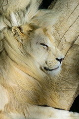 White  lion resting