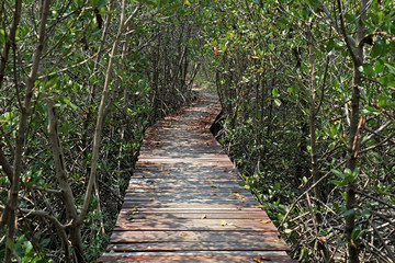 Obraz premium wooden bridge walkway into mangrove forest