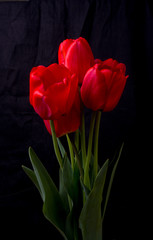 bouquet of red tulips