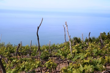 Wine growing region on the Amalfi Coast Cinque Terre in Italy