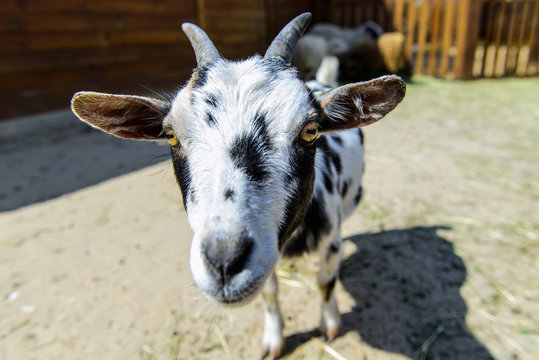 spotted goat farm animal