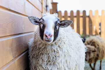 white sheep farm animal