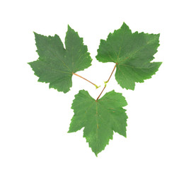Fresh Green Grape Leaf
