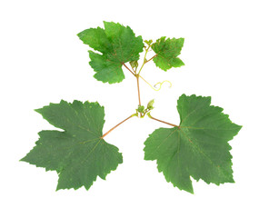 Fresh Green Grape Leaf