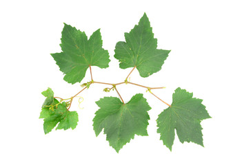 Fresh Green Grape Leaf