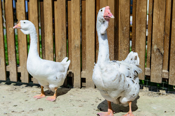 bird duck goose