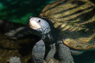 Fototapeta na wymiar diamondback terrapin tortoise