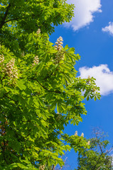 Flowering branches of chestnut