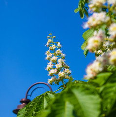 Flowering branches of chestnut