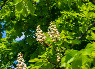 Flowering branches of chestnut