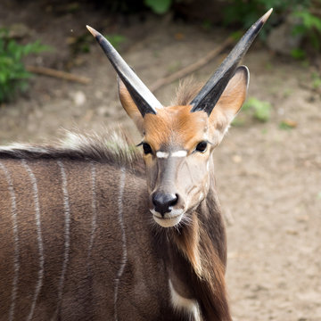 Nyala portrait