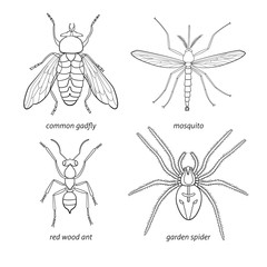 Set of vector insects