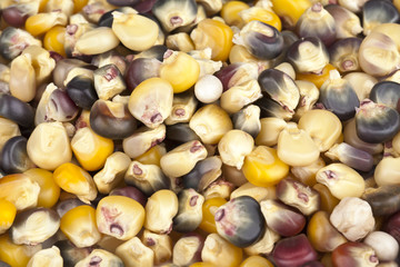 different color of corn