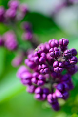 lilac flowers in spring