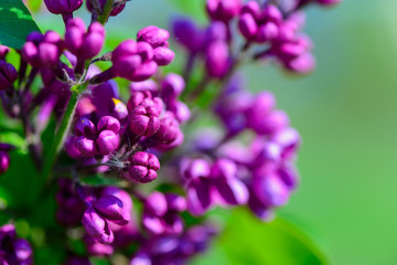 lilac flowers in spring