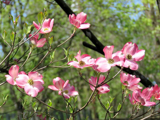  Mclean pink dogwood flower 2016
