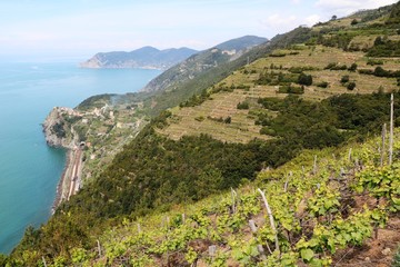 Vineyards on the Amalfi Coast in spring, Italy